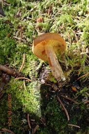 Attēlu rezultāti vaicājumam “Gymnopilus picreus”