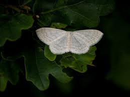 Attēlu rezultāti vaicājumam “Scopula floslactata”