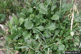 Attēlu rezultāti vaicājumam “Leucanthemum vulgare leaf”