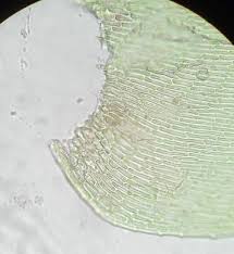 Attēlu rezultāti vaicājumam “Campylium chrysophyllum”