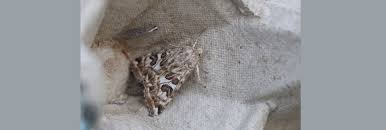 Attēlu rezultāti vaicājumam “Protoschinia scutosa”