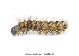 Attēlu rezultāti vaicājumam “Arctia caja larva”