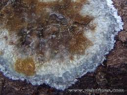 Attēlu rezultāti vaicājumam “Phlebiopsis gigantea”