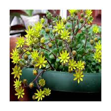 Image result for Aichryson