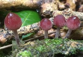 Attēlu rezultāti vaicājumam “Mycena haematopus”