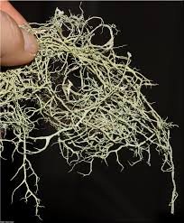 Attēlu rezultāti vaicājumam “Evernia divaricata”