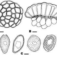 Attēlu rezultāti vaicājumam “Tranzschelia pruni-spinosae spores”