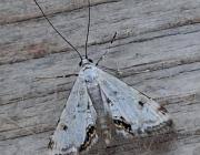 Attēlu rezultāti vaicājumam “Cataclysta lemnata”