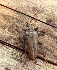 Attēlu rezultāti vaicājumam “Oxymirus cursor female”