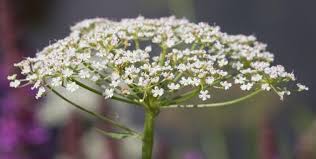 Attēlu rezultāti vaicājumam “Sium latifolium flower”
