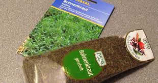 Image result for Bohnenkraut