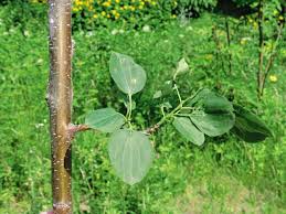 Attēlu rezultāti vaicājumam “Rhamnus cathartica”