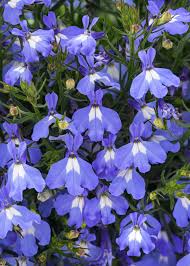 Image result for Lobelia erinus