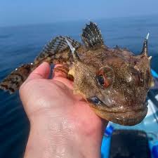 Image result for Myoxocephalus octodecemspinosus