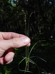 Attēlu rezultāti vaicājumam “Carex disperma”