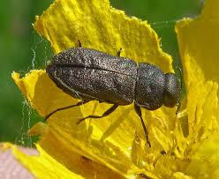 Attēlu rezultāti vaicājumam “Anthaxia quadripunctata”