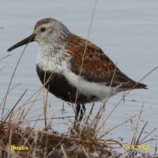 Attēlu rezultāti vaicājumam “Calidris alpina adult”