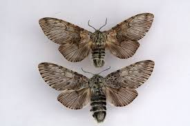 Attēlu rezultāti vaicājumam “Cerura vinula”