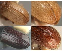Attēlu rezultāti vaicājumam “Tomicus minor”
