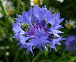 Image result for Centaurea cyanus