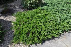 Attēlu rezultāti vaicājumam “Juniperus sabina”