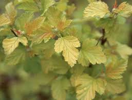 Attēlu rezultāti vaicājumam “Physarum luteolum sessile”