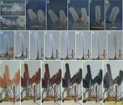 Attēlu rezultāti vaicājumam “Stemonitis fusca plasmodium”