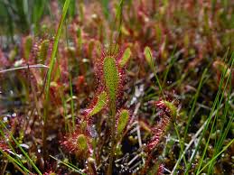 Attēlu rezultāti vaicājumam “Drosera anglica fruit”