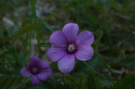 Attēlu rezultāti vaicājumam “Rubus arcticus flower”