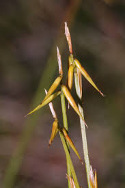 Attēlu rezultāti vaicājumam “Carex pauciflora”