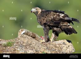 Attēlu rezultāti vaicājumam “Aquila chrysaetos”