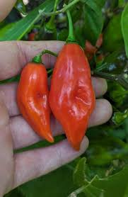 Afbeeldingsresultaat voor paper lantern hot pepper