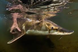 Image result for Acipenser desotoi