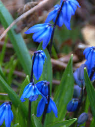 Attēlu rezultāti vaicājumam “Scilla siberica leaf”