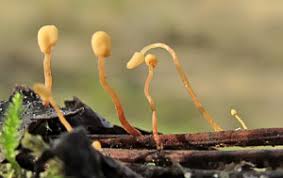 Attēlu rezultāti vaicājumam “Octospora splachnophila spores”