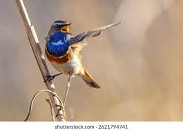 Attēlu rezultāti vaicājumam “Luscinia svecica”