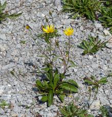 Image result for Buphthalmum salicifolium