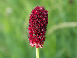 Image result for Sanguisorba officinalis