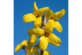 Attēlu rezultāti vaicājumam “Forsythia intermedia”