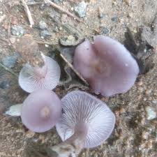 Attēlu rezultāti vaicājumam “Lepista sp.”