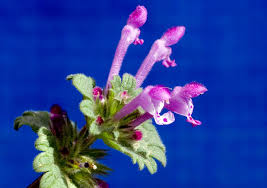 Attēlu rezultāti vaicājumam “Lamium amplexicaule flower”
