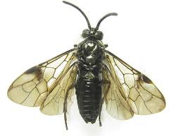 Attēlu rezultāti vaicājumam “Arge ustulata”