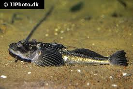 Image result for Myoxocephalus scorpioides