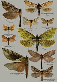 Attēlu rezultāti vaicājumam “Hepialidae”