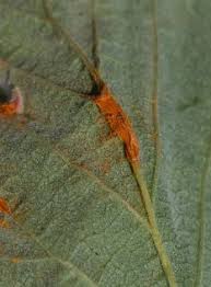 Attēlu rezultāti vaicājumam “Triphragmium ulmariae”