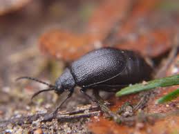 Attēlu rezultāti vaicājumam “Galeruca tanaceti”