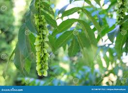 Attēlu rezultāti vaicājumam “Pterocarya fraxinifolia”