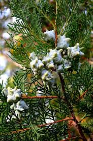 Attēlu rezultāti vaicājumam “Thuja occidentalis flower”