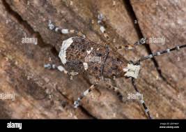 Attēlu rezultāti vaicājumam “Platystomos albinus”