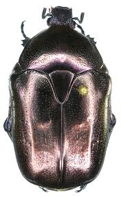 Attēlu rezultāti vaicājumam “Potosia cuprea”